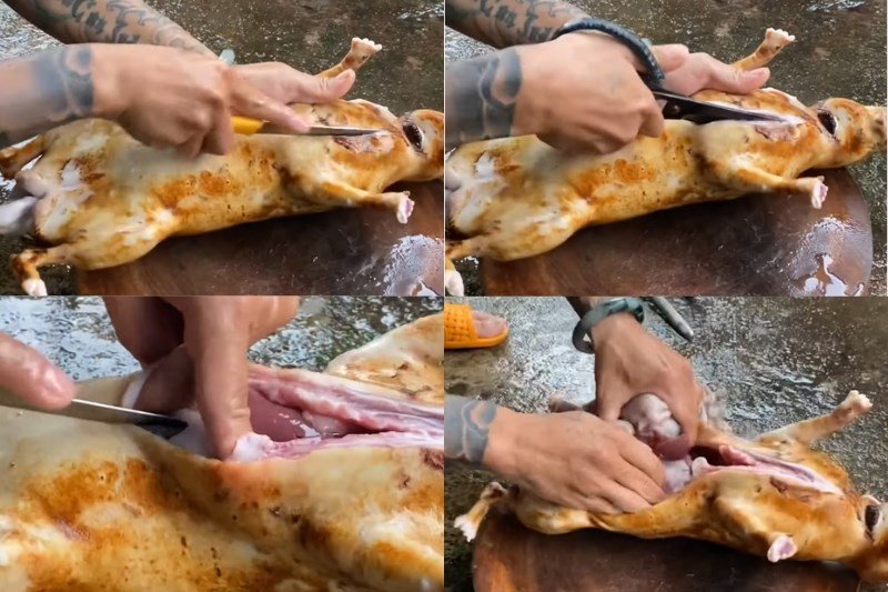 Hướng dẫn cách làm thịt thỏ sống không bị tanh cho người mới 6 Mổ bụng và loại bỏ nội tạng thỏ