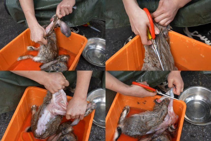 Hướng dẫn cách làm thịt thỏ sống không bị tanh cho người mới 4 Lột da thỏ nhanh chóng