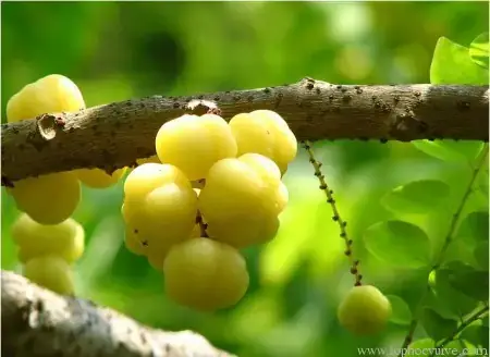 Chùm Ruột Ngâm Rượu